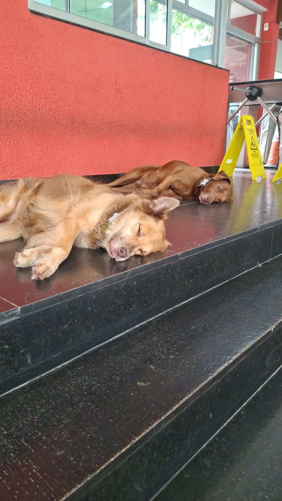 Cachorros na portaria