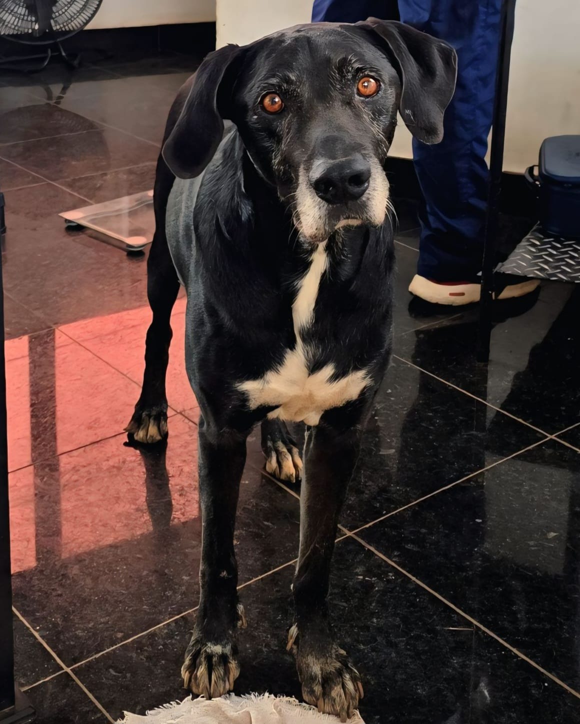 Cachorros no corredor